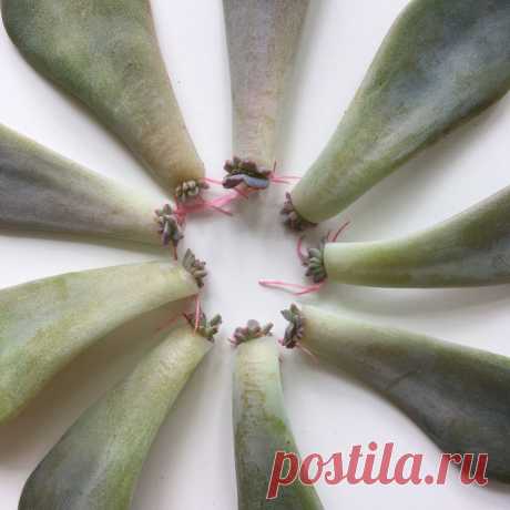 Семь способов укоренить растения. | РАСТИ БОЛЬШОЙ plants | Дзен