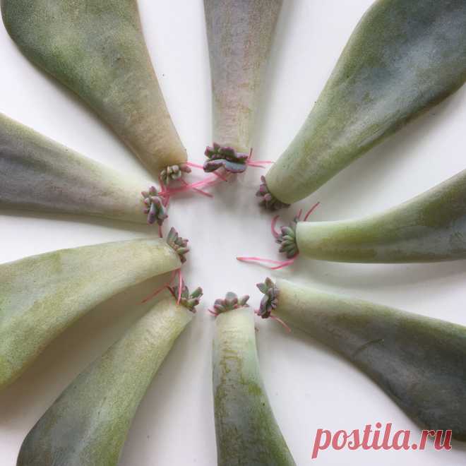 Семь способов укоренить растения. | РАСТИ БОЛЬШОЙ plants | Дзен