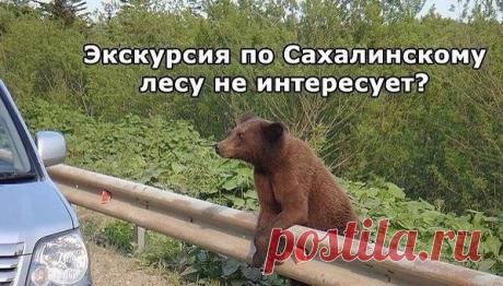 Свежая подборка автоприколов