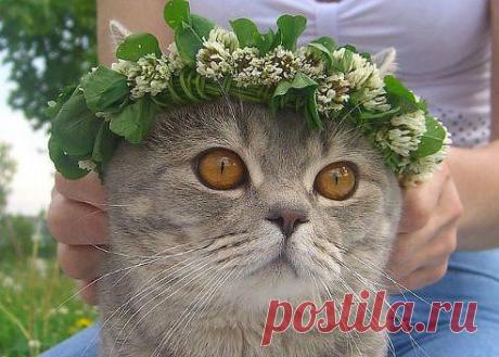 Ищу красивого, умного, заботливого... Всех троих очень жду!