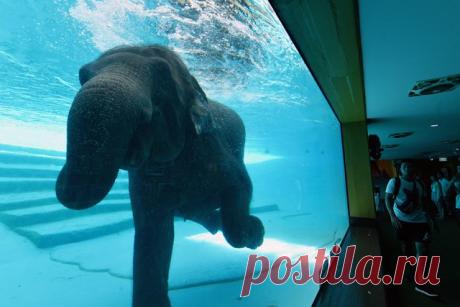 Первый заплыв слоненка в зоопарке Таиланда. Знали ли вы, что слоны прекрасные пловцы? Оказывается они умеют плавать и под водой.