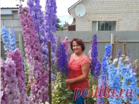 ВЫРАЩИВАНИЕ ДЕЛЬФИНИУМА - ЛИЧНЫЙ ОПЫТ: