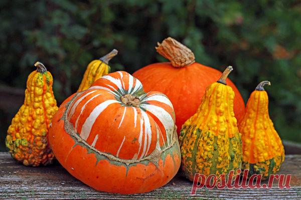 Выращивание и использование декоративной тыквы / 7dach.ru