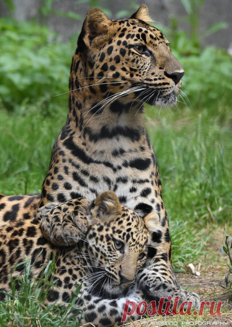 African leopards - Pakawipark 'It's safe between mom's paws'  African leopard 'Penny' keeps one of her cubs close to her.