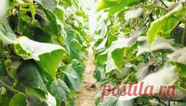 Видео Удобряем огурцы ✅ | OK.RU