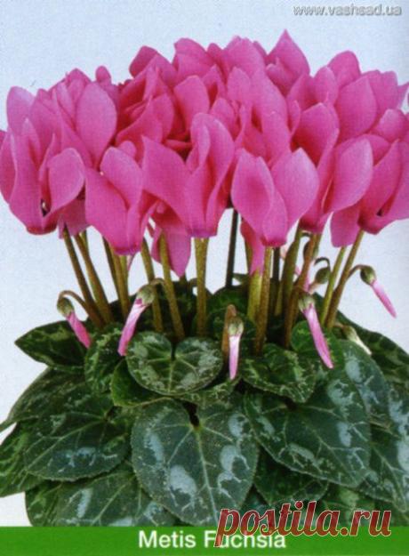 Цикламен - Просмотр фотографии - Фото: красивые фотографии природы и ландшафтного дизайна, оформления клумбы - цветочный портал Ваш Сад