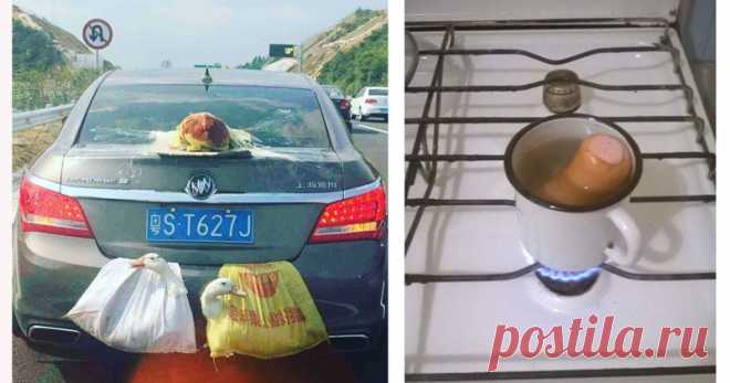 ПродумАны из социальных сетей, которые дадут фору любому изобретателю  (26 фото) | Чёрт побери У этих ребят фантазия работает так, что дай бог каждому. После просмотра этого поста вы расстроитесь, потому что не видели всего этого раньше. Дорогущие коляски на двоих детей? Расскажите об этом отцу этих малышей Когда твой папа мастер от бога С мамой хорошо, но с папой веселее Осторожно, мужчина на кухне! Когда лень нагибаться Практически по ГОСТу А как перевозите гусей и уток?...