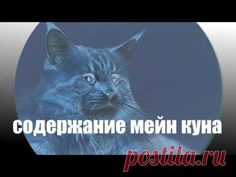 Особенности содержания Мейн куна