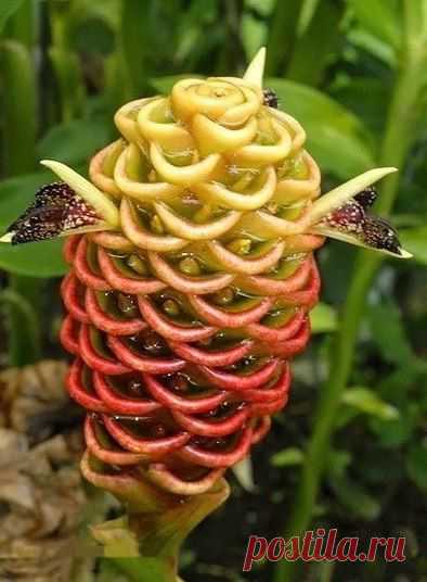 Beehive Ginger Flowers Улей имбирный цветок