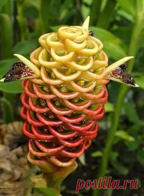 Beehive Ginger Flowers Улей имбирный цветок