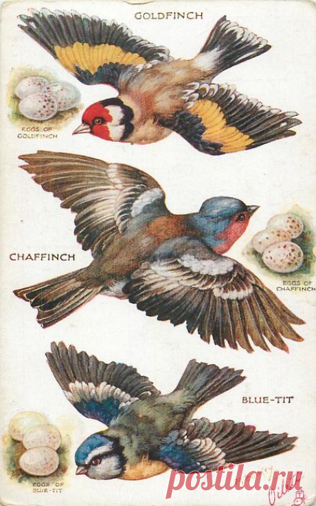 GOLDFINCH, CHAFFINCH, BLUE-TIT & their eggs - TuckDB Postcards