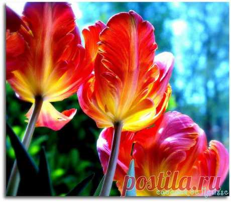 tulips | Flowers