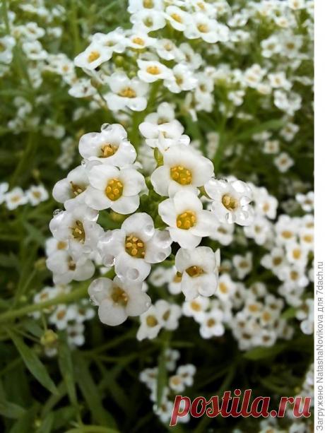 Алиссум Горный снег. Секреты выращивания из семян, ухода и защиты от вредителей. Фото