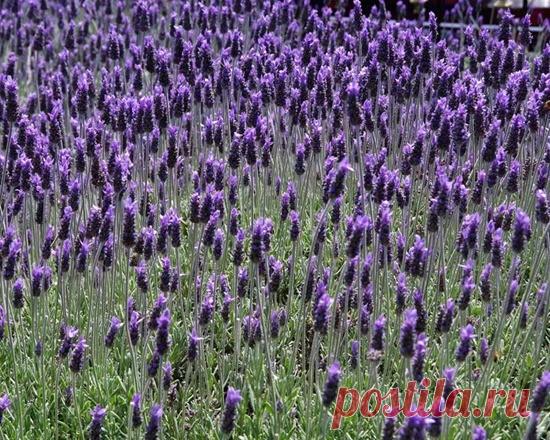 ЛАВАНДА посадка и уход в открытом грунте: фото и полезные советы