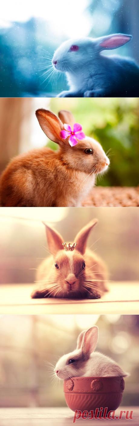 Кроли-фотомодели