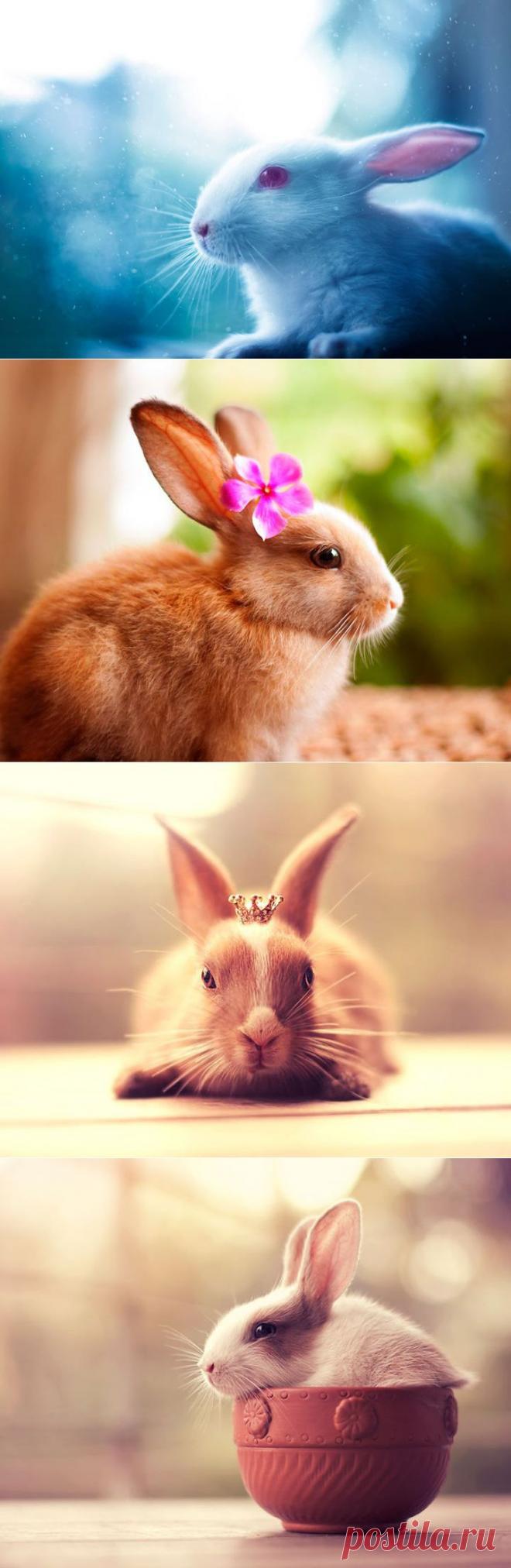 Кроли-фотомодели