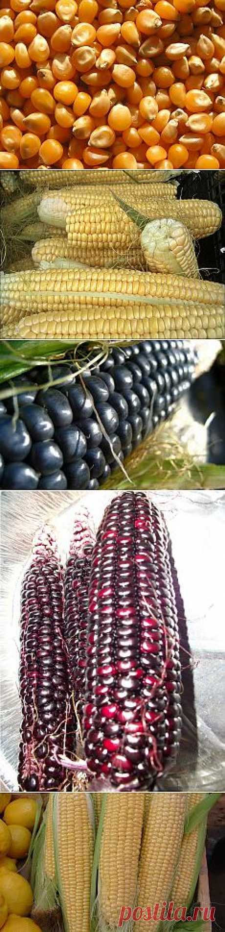 Кукуруза и полезна и вкусна!.