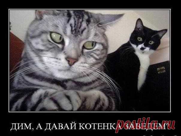 Без кота и жизнь не та ツ