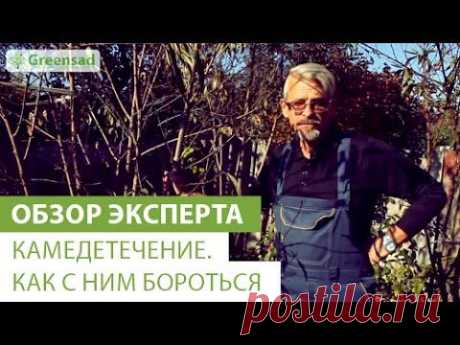 Камедетечение. Как с ним бороться видео