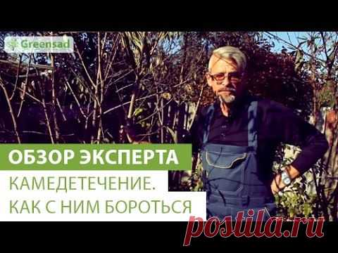 Камедетечение. Как с ним бороться видео