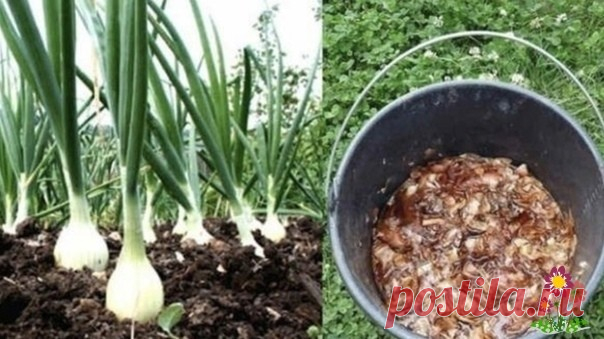 Луковая шeлуxа — клад для дачников