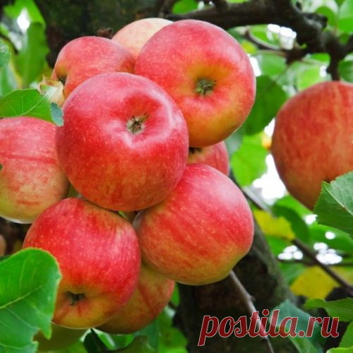 Всегда с яблоками. Как добивались ежегодного плодоношения 100 лет назад