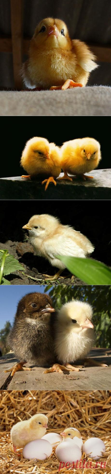 Эти желтые комочки :)) | НАШ ГОРОДОК