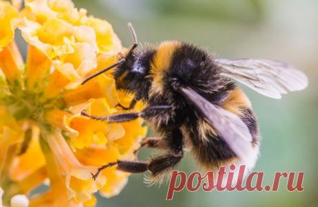 Маттиас Фюрст из Лондонского университета заявляет, что численность шмелей и домашних пчел сокращается по всей Земле. Причиной могут быть грибки и вирусы. Экологи решили, что зараженные домашние насекомые могут передавать заболевания диким шмелям. Был проведен эксперимент: исследователи добавили споры грибка и частицы вируса в сладкий нектар, которым дикие шмели питались, в результате больше половины насекомых заразилось, что понизило продолжительность их жизни на 6 дней.