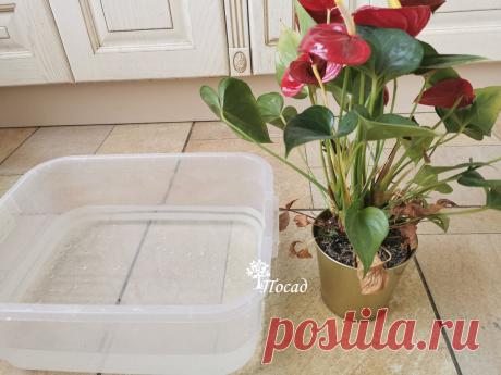 Как пересаживать антуриум, чтобы он цвёл без остановки. 5 главных «нет» для «мужского счастья» | Посад | Дзен