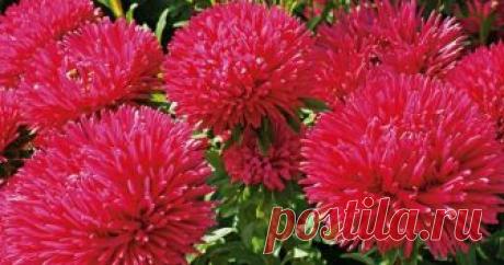 Информация о том, куда сеять астры, выращивание из семян, когда сажать и пикировать, является рекомендованной для ознакомления людям, которые хотят посадить на своем участке эту чудесную цветущую культуру.