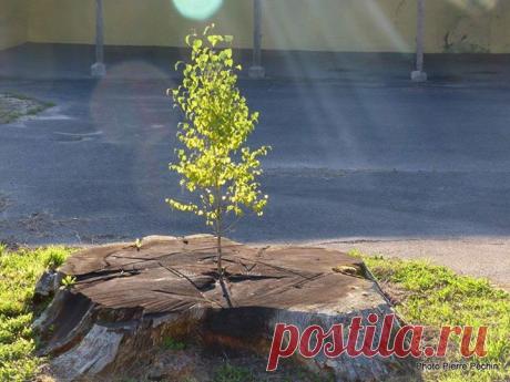 Новая жизнь - какая красота. не будем этому росточку мешать.