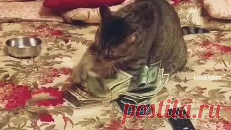 Хорошо, когда в семье есть кот-бухгалтер.