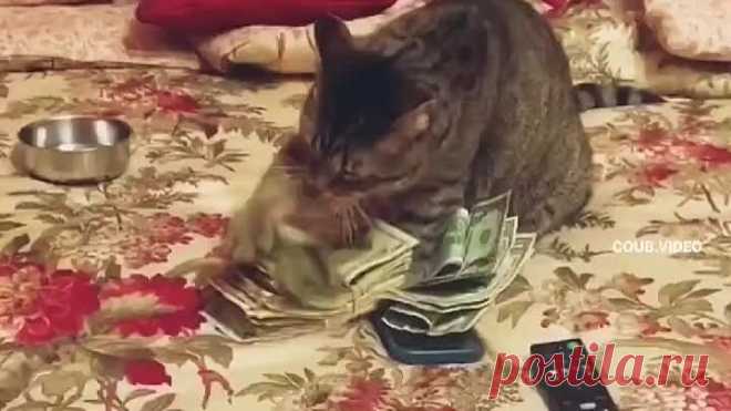 Хорошо, когда в семье есть кот-бухгалтер.