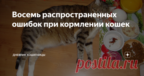 Восемь распространенных ошибок при кормлении кошек 1. Кормление собачьим кормом
Удивительно, что кто-то может додуматься кормить кошку собачьим кормом, но это довольно частая история. Многим проще разрешить всем животным в доме есть из одной миски, чем постараться потратить свое время на соблюдение режима питания каждого отдельного животного. К сожалению, это может иметь серьезные последствия для здоровья кошки.