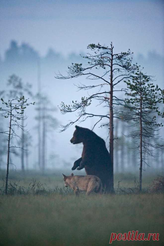 Photographer Lassi Rautiainen captured the profound partnership between a she-wolf and a brown bear in the wilds of northern Finland. For days, he …