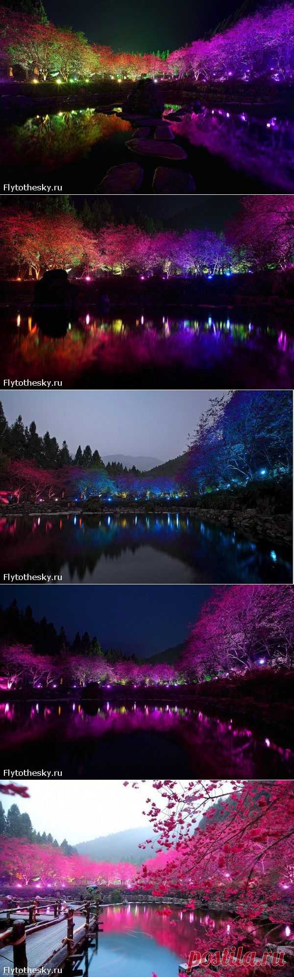 Фестиваль цветущей вишни / Туристический спутник