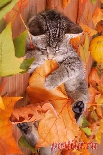 Pretty Photo Of A Kitten In the Fall  |  Найдено на сайте care2.com.