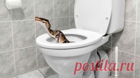 В Перми питон залез из унитаза в квартиру многодетной семьи