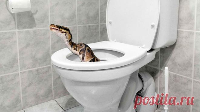 В Перми питон залез из унитаза в квартиру многодетной семьи