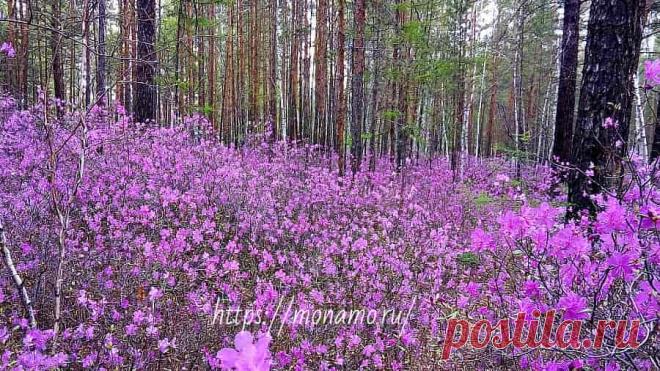 Забайкальский багульник или Рододендрон  даурский (Rhododendron dauricum), один из представителей 800 видов рододендронов входящих в семейство Вересковые, произрастает в диком виде в Сибири и Дальнем Востоке. В Забайкалье сопки покрылись алым маревом, обильно цветет багульник, так называют его в народе.