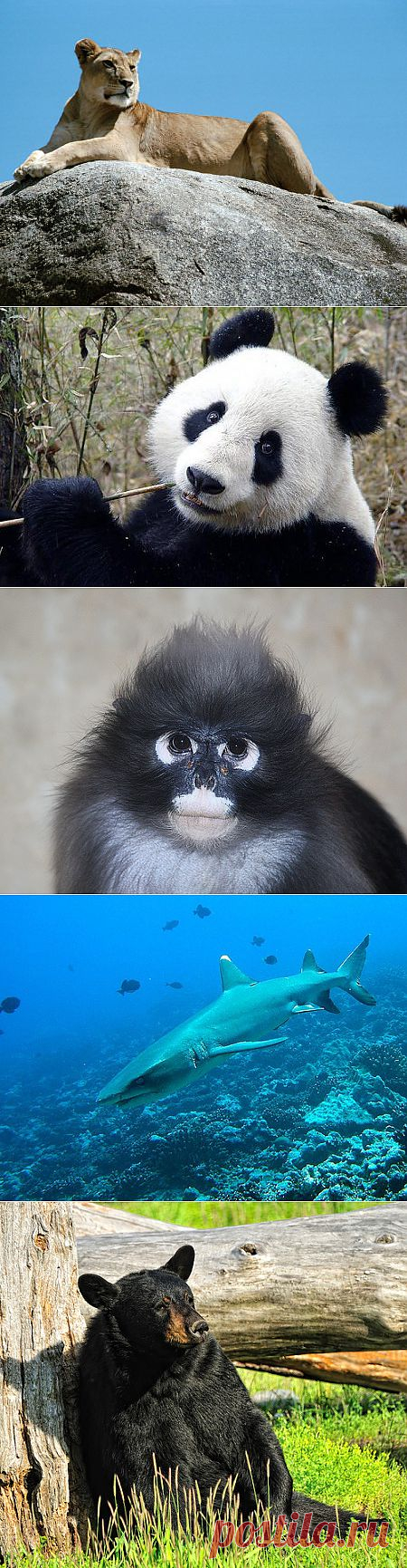 ����� �������� ������ ��������� ����&nbsp;
САМЫЕ ЖЕСТОКИЕ ЗВЕРИНЫЕ МАТЕРИ