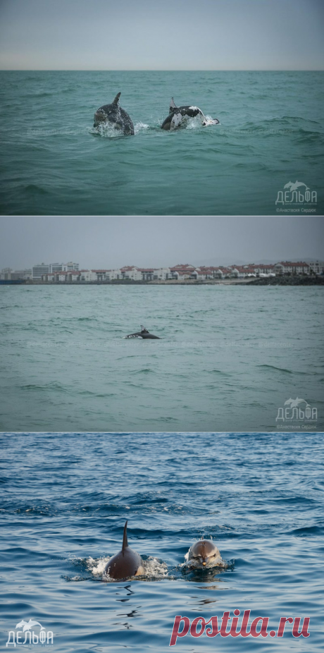 В Сочи встретили уже второго необычного дельфина | Дикий Юг
