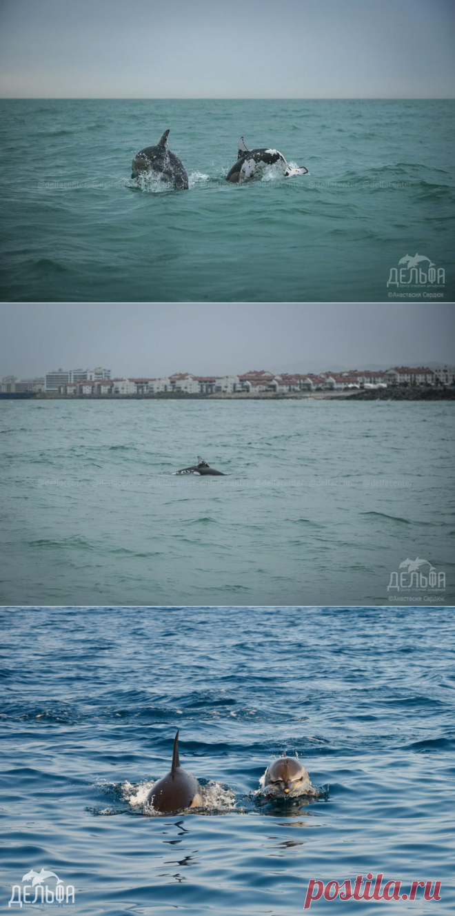 В Сочи встретили уже второго необычного дельфина | Дикий Юг