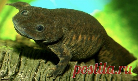 Невероятные способности животных — Наука и жизнь