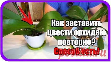 Орхидея домашняя. Как заставить цвести орхидею в домашних условиях повторно. Янтарная кислота.