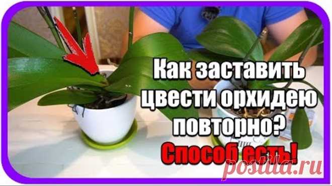 Орхидея домашняя. Как заставить цвести орхидею в домашних условиях повторно. Янтарная кислота.