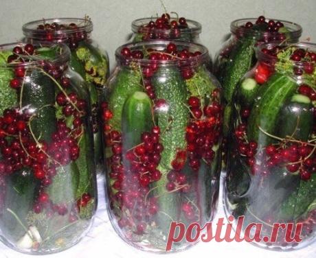 МАРИНОВАННЫЕ ОГУРЦЫ В БАНКЕ С КРАСНОЙ СМОРОДИНОЙ