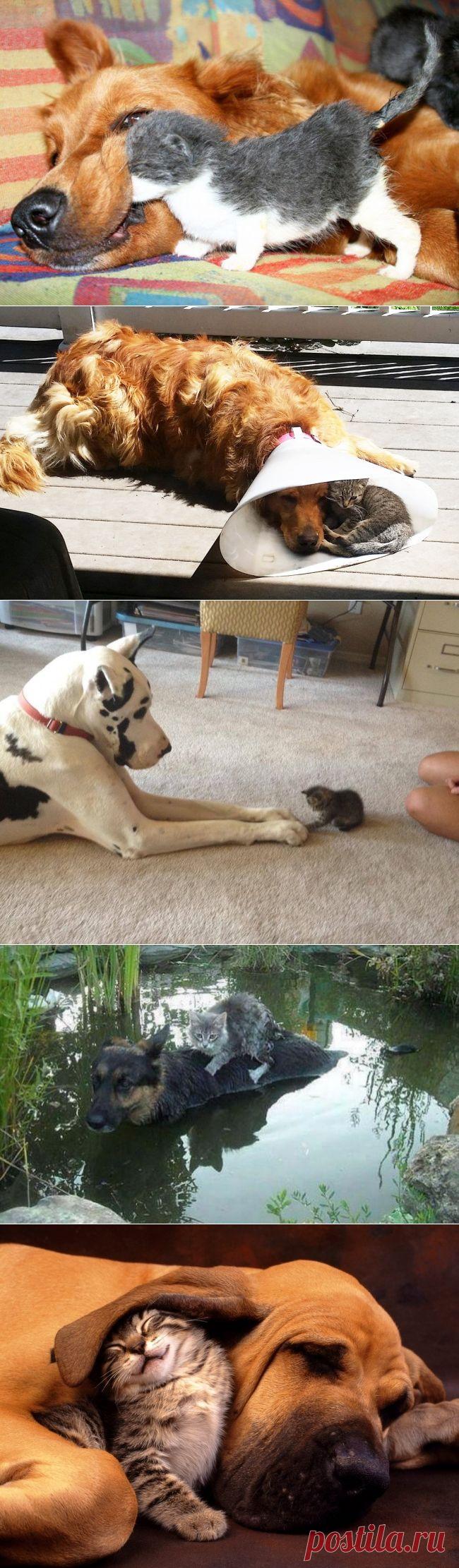20 примеров очаровательной дружбы котов и собак | Позитив