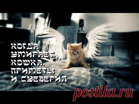 Когда умирает кошка  Приметы и суеверия