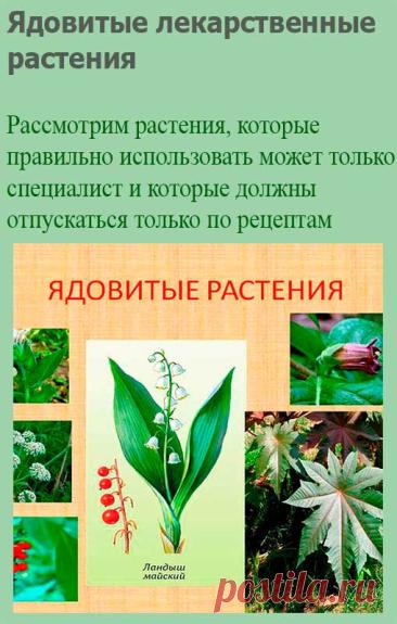 Ядовитые лекарственные растения. Ниже будет упомянуто несколько сильнодействующих растений, которые правильно использовать может только специалист и которые поэтому должны отпускаться только по рецептам. Настоятельно рекомендуется не употреблять эти препараты самостоятельно!